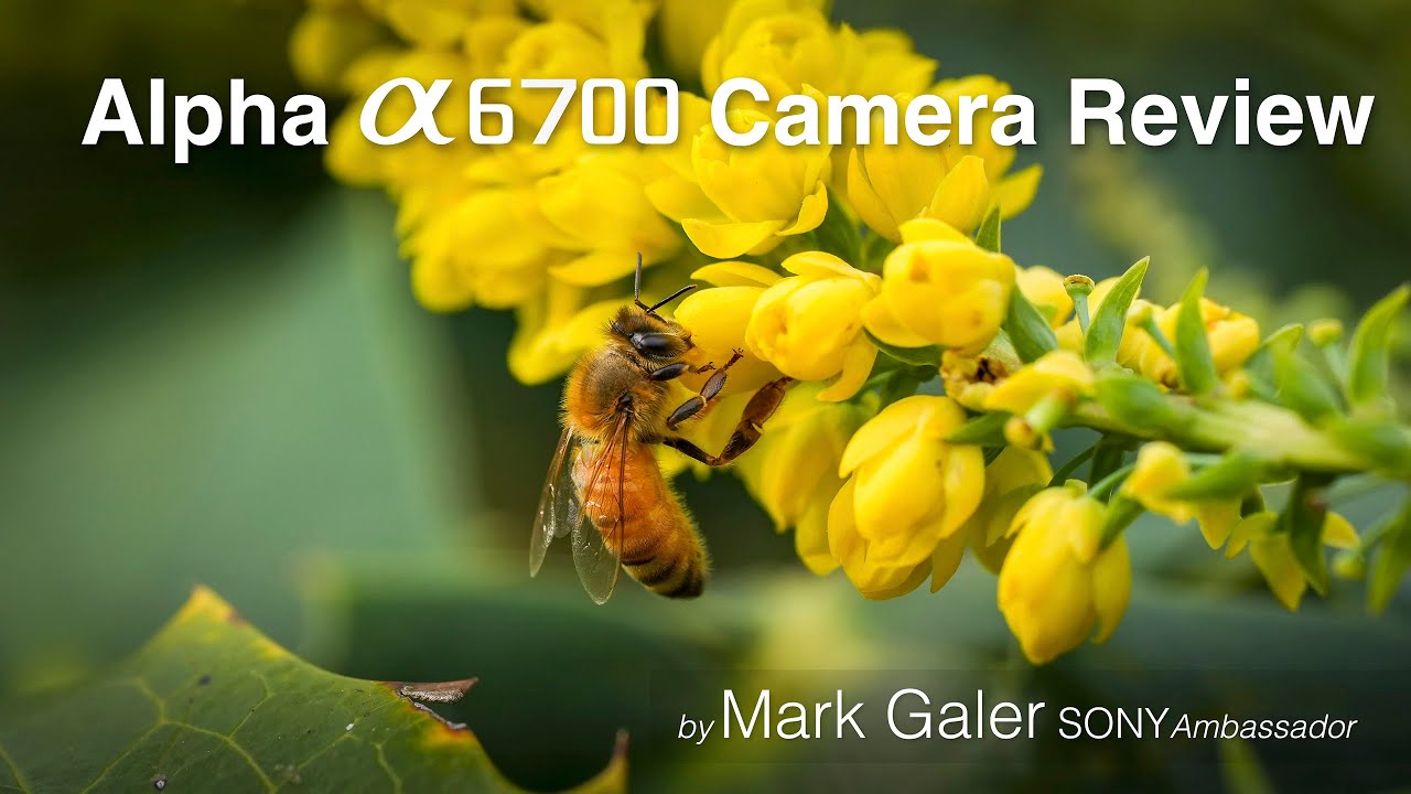 Sony A6700 Camera Review + APS-C lens recommendations