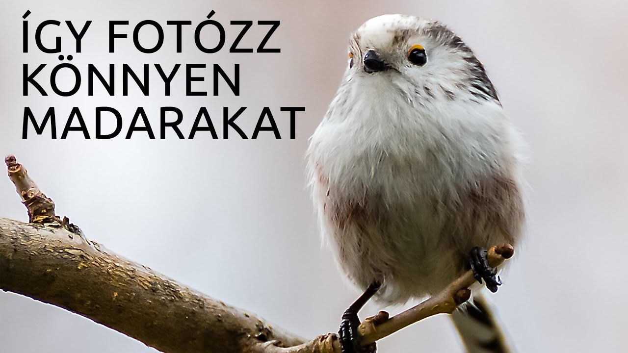 Így fotózz könnyen madarakat