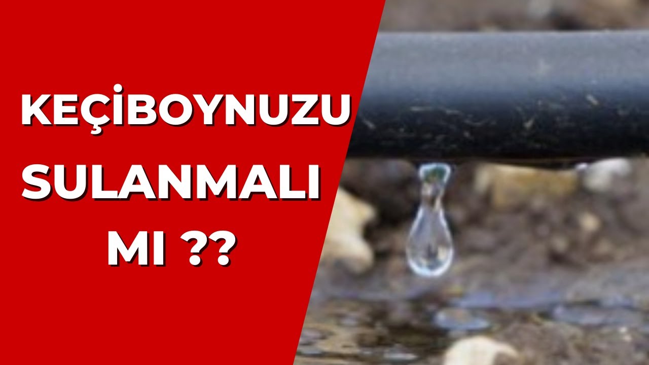 Keçiboynuzu Sulanmalı Mı ? #tropikaltoprakalanya