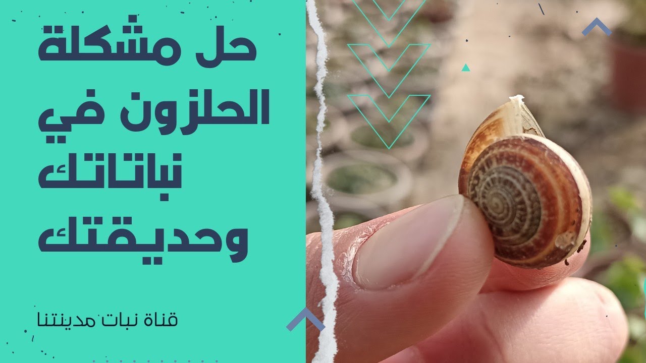 أهم الطرق للقضاء على مشكل الحلزون في نباتاتك وحديقتك