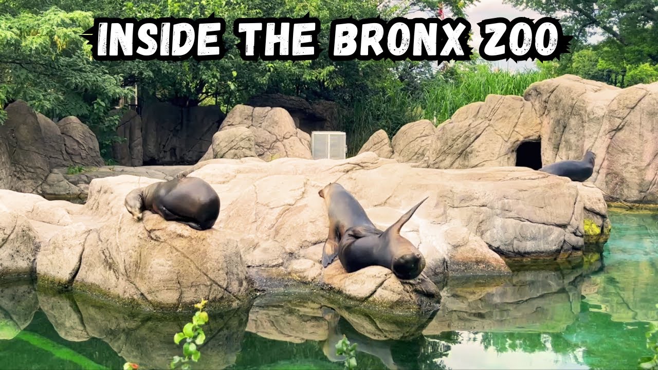 Inside the Iconic Bronx Zoo - One of the LARGEST Zoos in the USA! #Bronx #BronxNY