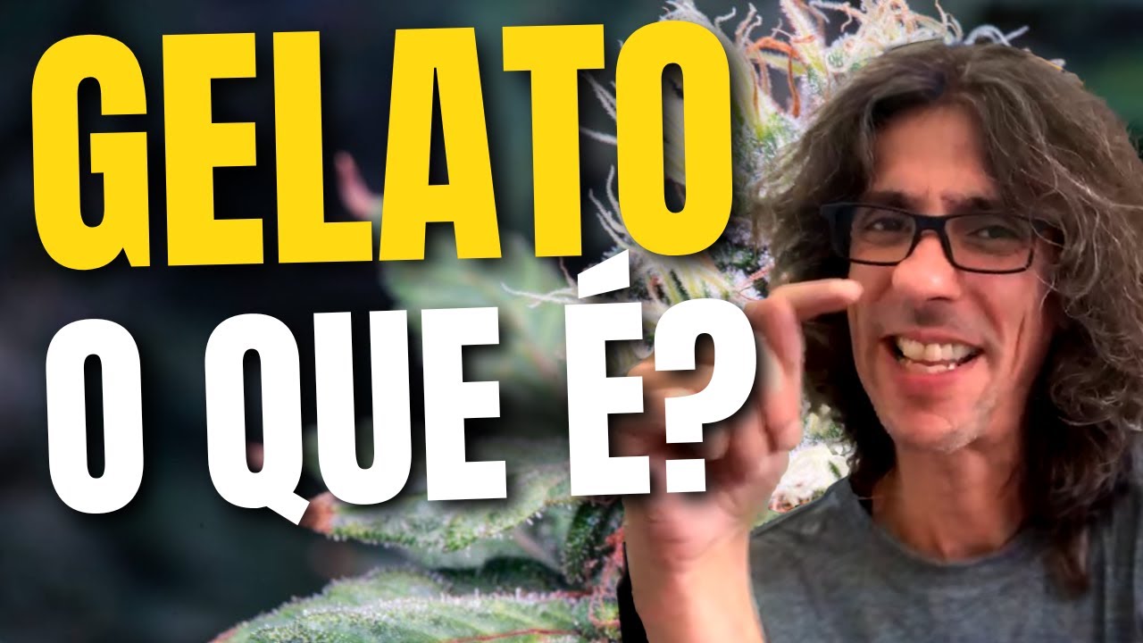 TUDO sobre a STRAIN GELATO (Gelato 42, Gelato 33, Larry Bird)