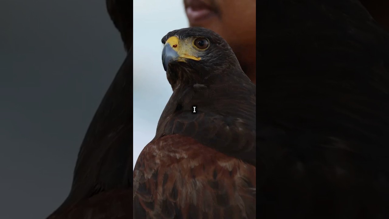 Hawk vs Falcon: The Ultimate Bird Battle