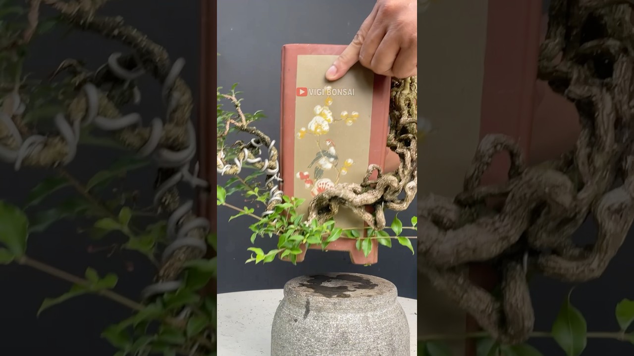 Extreme Style Bonsai