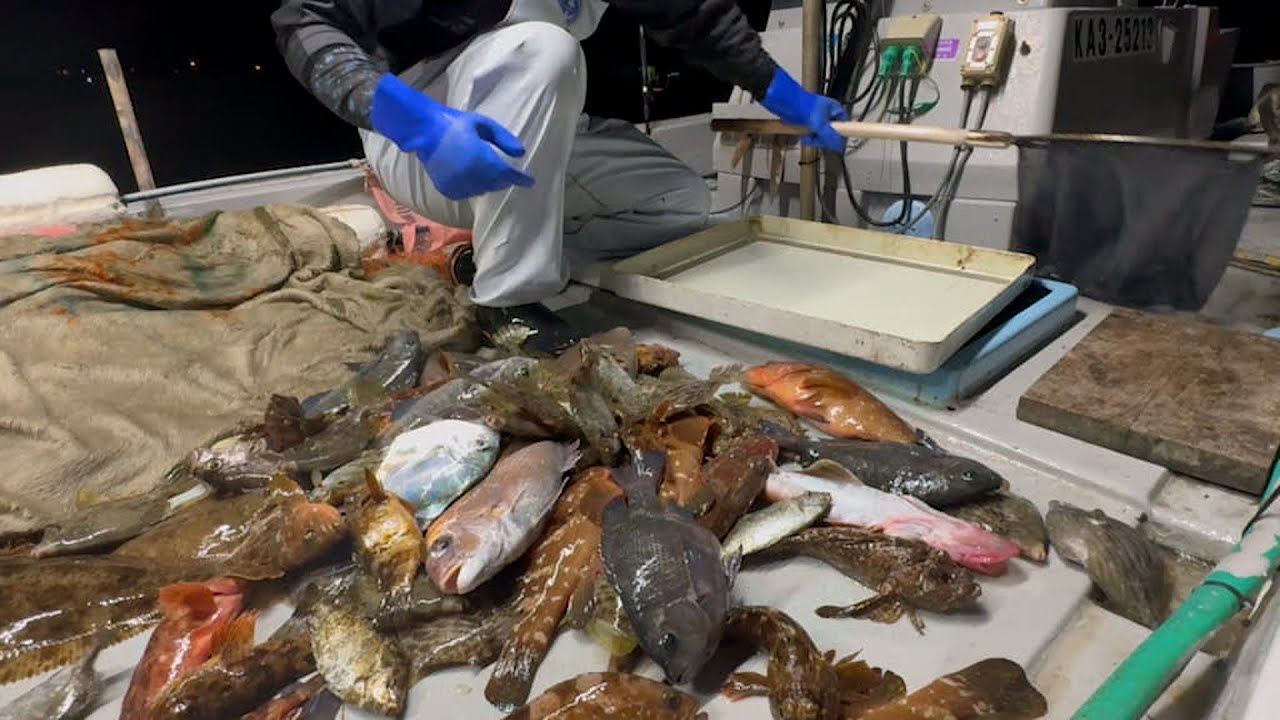 Я поставил сеть, чтобы поймать рыбу с жирной печенью. Морская фуа-гра!