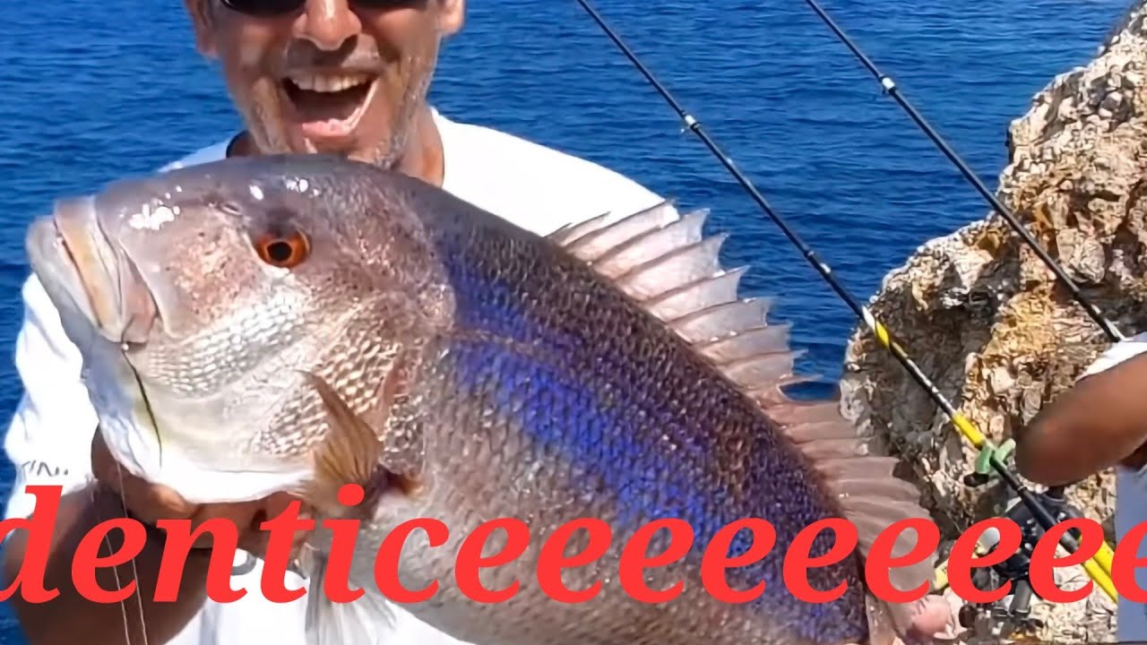 canna da pesca a mare!!?? il dentice e la sua partenza furiosa! fishing with bobbit worm