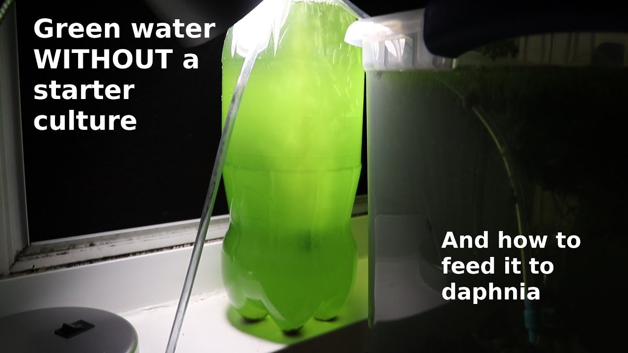 Green Water WITHOUT a Starter Culture - From Scratch - How To