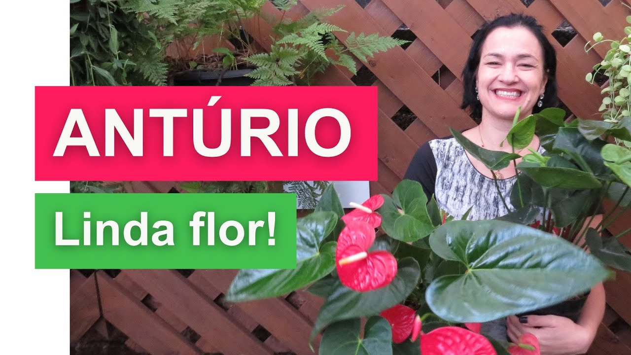 ANTÚRIO | Aprenda a cultivar esta LINDA flor!