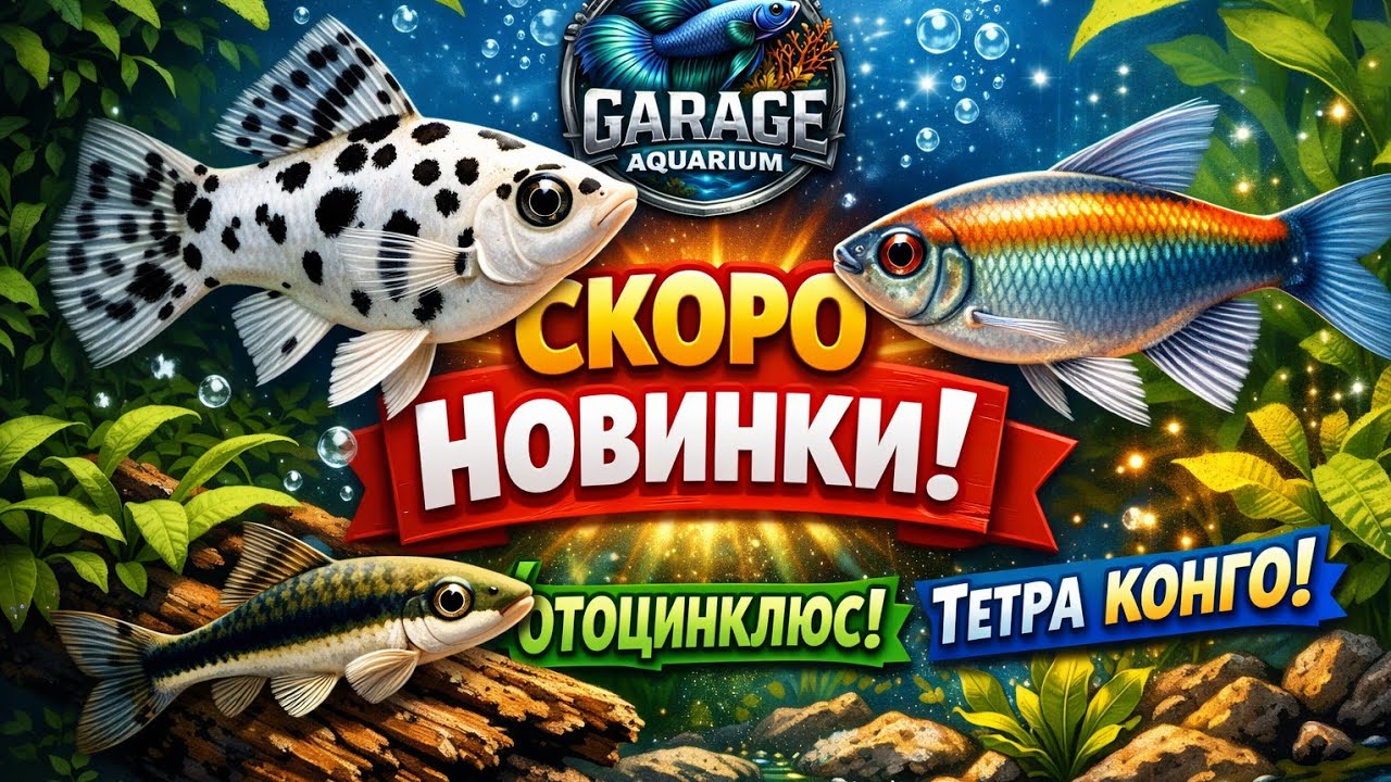 Новый отстойник , ждём крутые новинки. Скоро тернецию на нерест !