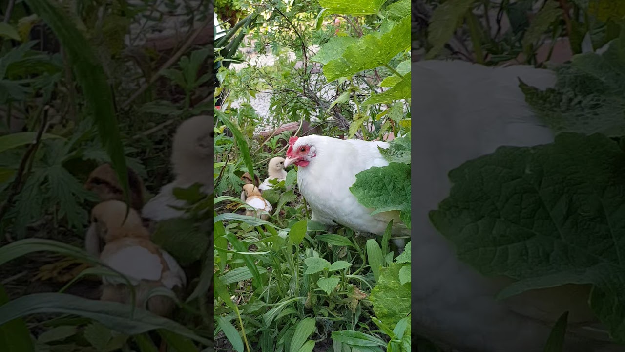 Witte kip met 11 kuikens