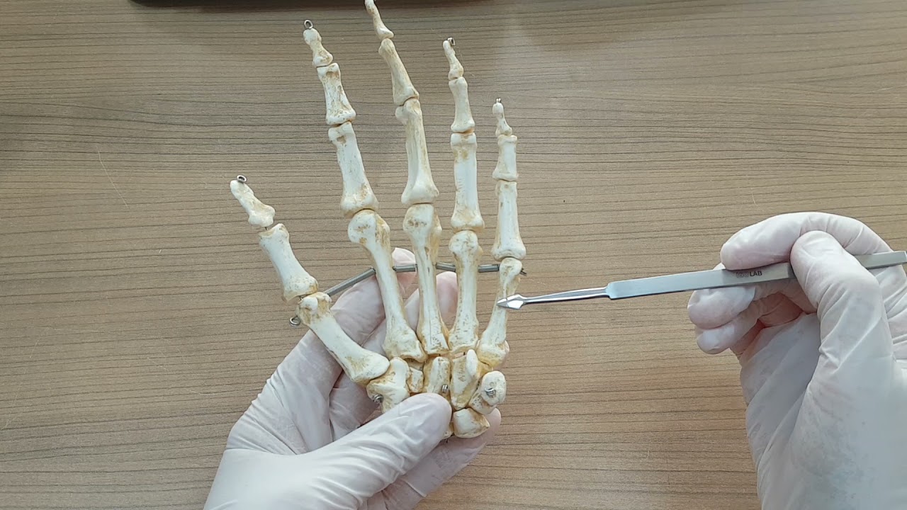 Ossa manus (El kemikleri) Anatomisi