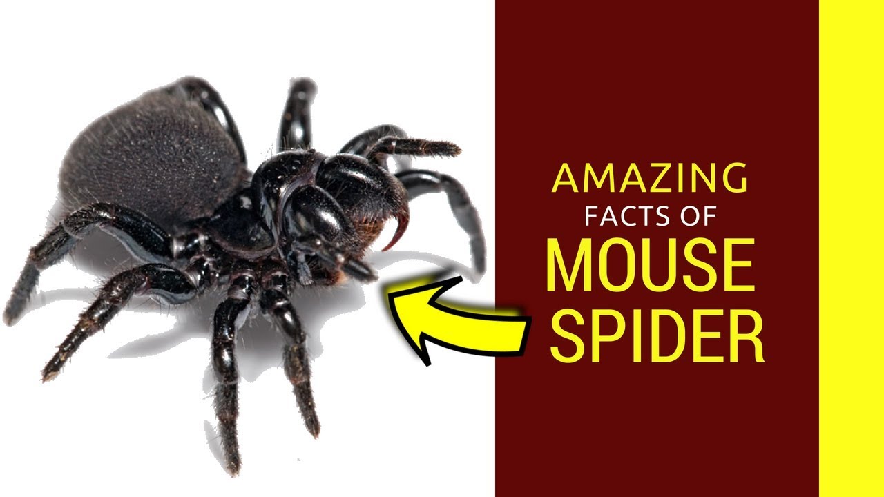 Female mouse spider Australia Poisonous black mouse world wide spider