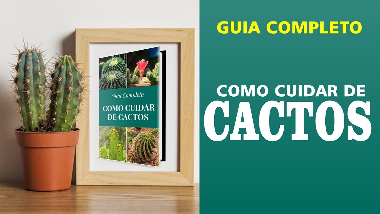 Como cuidar de cactos em casa | Como cultivar cactos