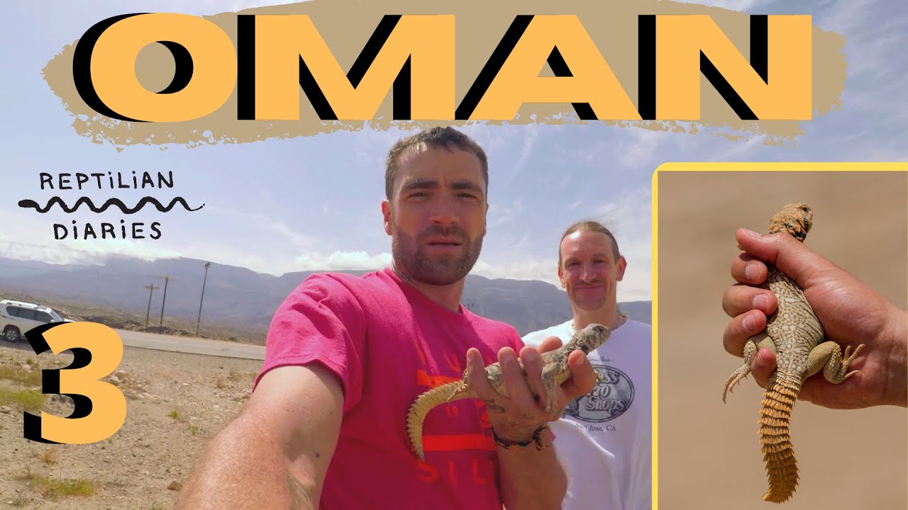 We're still after the spiny tailed lizards of Oman.  A super rare lizard...Uromastyx benti!