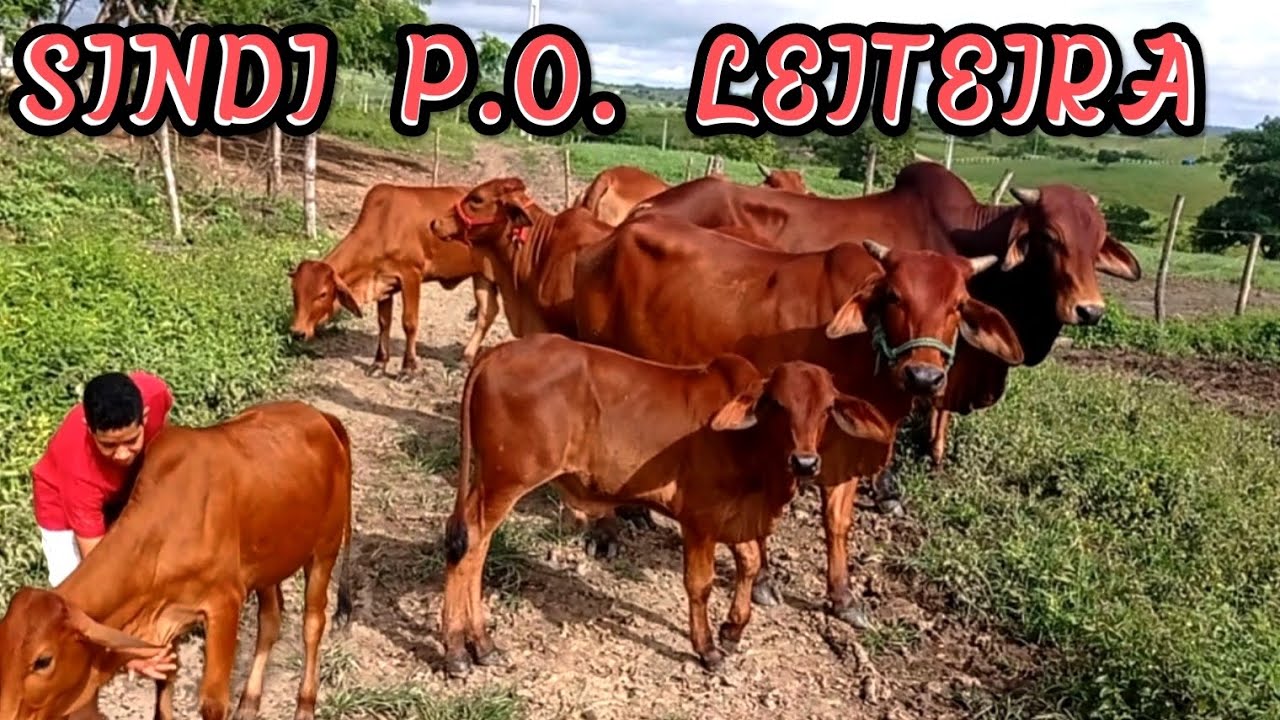 GADO SINDI P.O. FAZENDA LAGES | VENDA DE BEZERRA SINDI