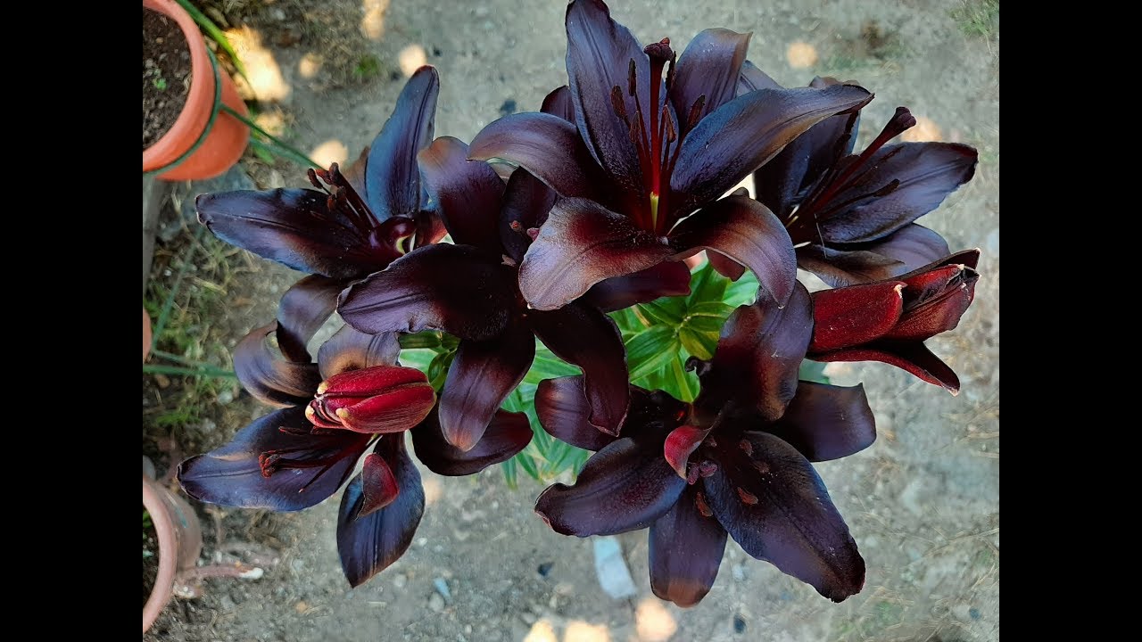 Cuidados del Lilium / Lily / Lilio / Azucena