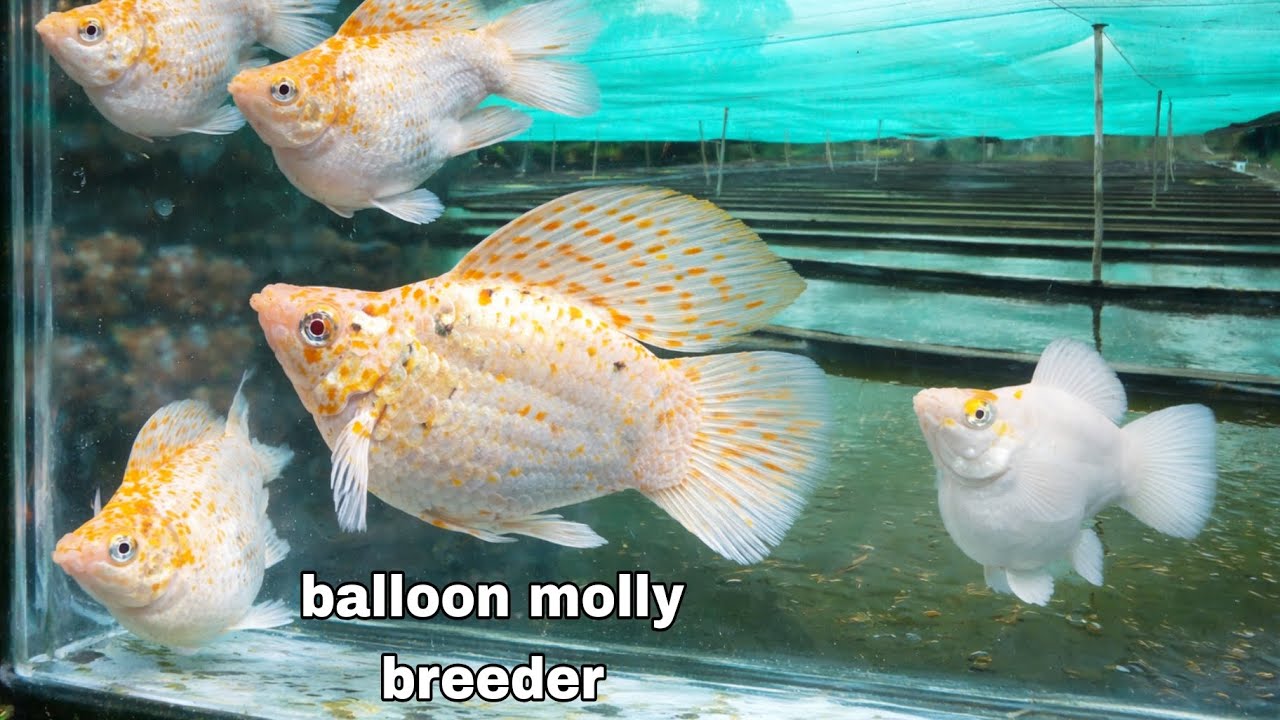 Biggest Molly Farm in Davao / beginners tips for fishkeeping