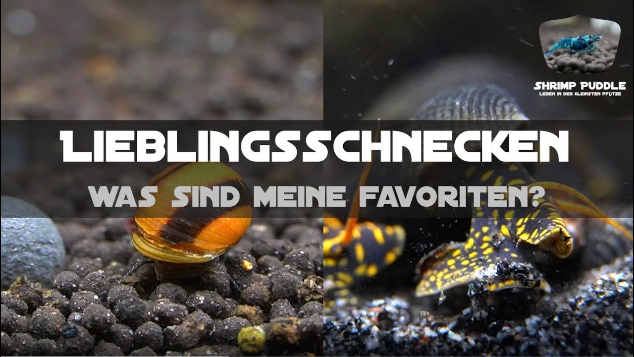 MEINE LIEBLINGS AQUARIENSCHNECKEN