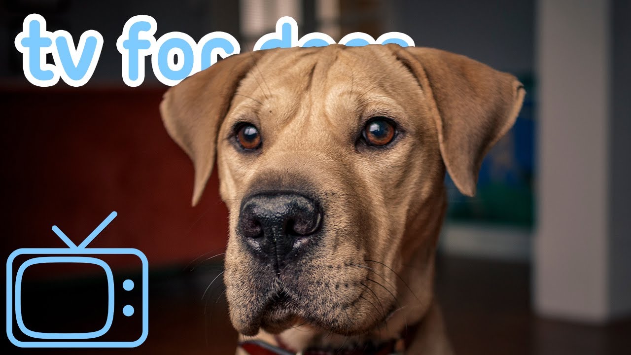 The ULTIMATE Dog TV! Entertainment for Bored Dogs with Music! NEW 2020