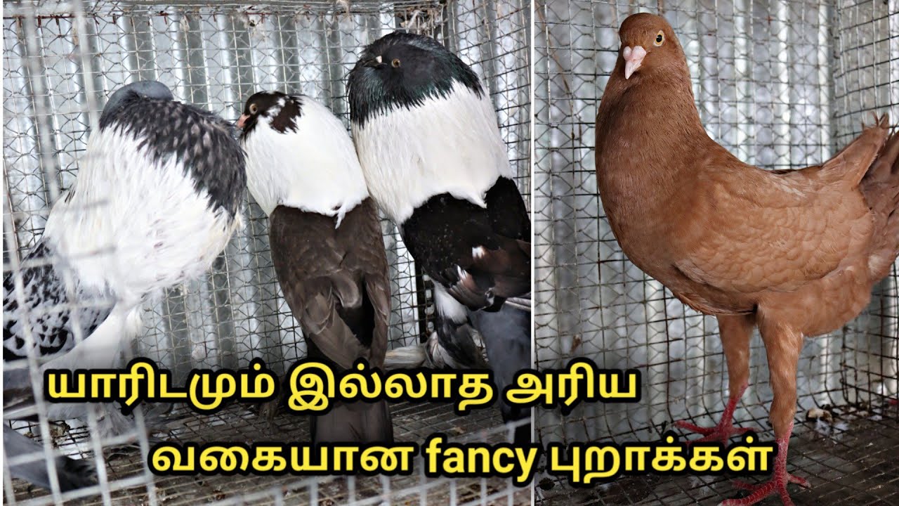 யாரிடமும் இல்லாத அரியவகை புறாக்கள் || fancy pigeons farm in tamilnadu || Uzhavan magan