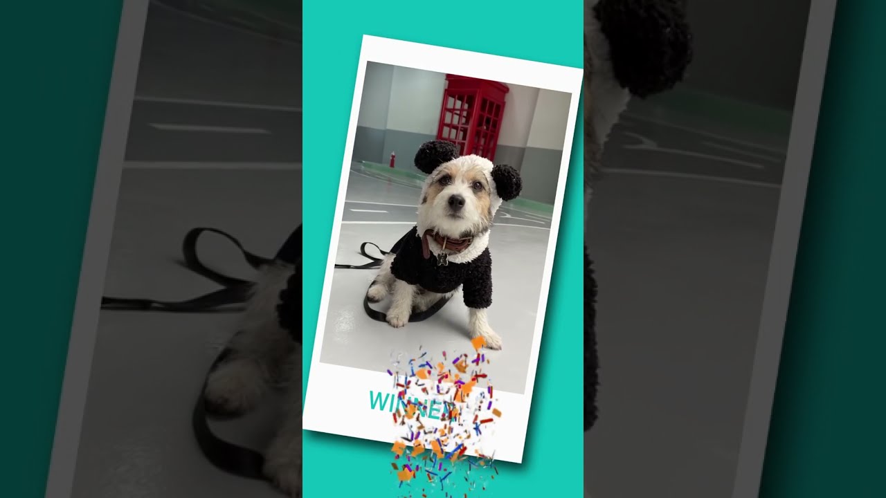 Mucha diversi&oacute;n y lindas sorpresas con nuestros peludos y Pap&aacute;s perrunos en nuestro Opening Pawty👏🏼🎉