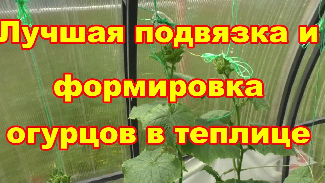 Лучший способ формировки огурцов в теплице и новая супер подвязка