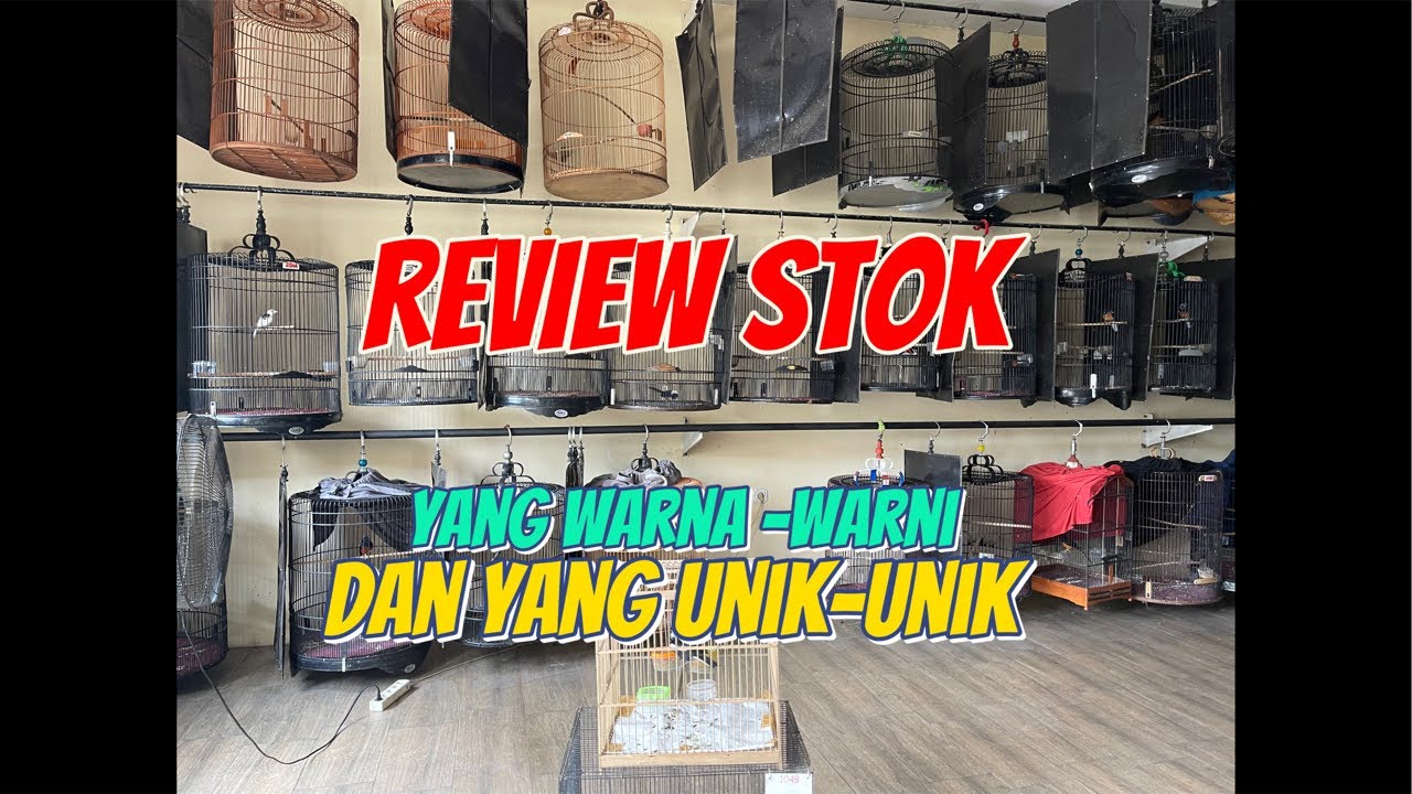 RIVIEW STOK MURAI BATU WARNA YANG UNIK UNIK