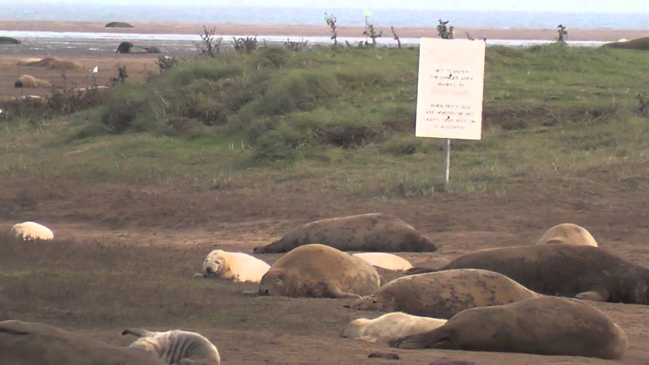 Donna Nook Grey Seals Part 4