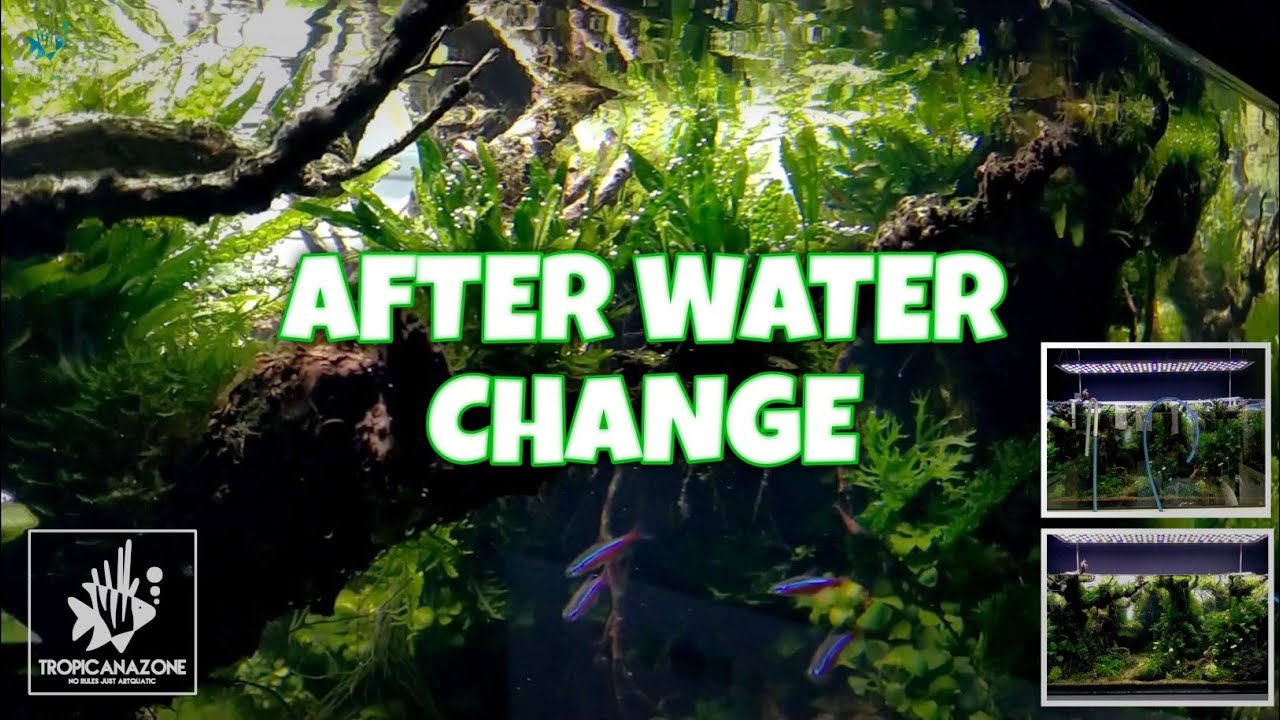 AFTER WATER CHANGE..