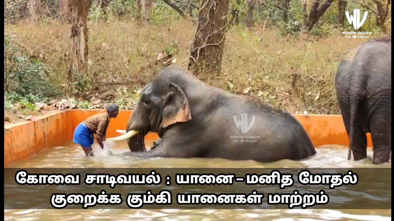 Decisive Action by Forest Department to Curb Human&ndash;Elephant Conflict