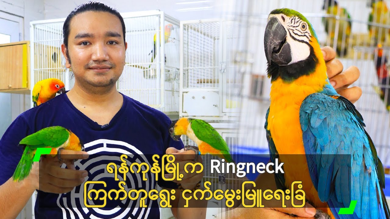 ရန်ကုန်က Ringneck ကြက်တူရွေး ငှက်မွေးမြူရေးခြံ