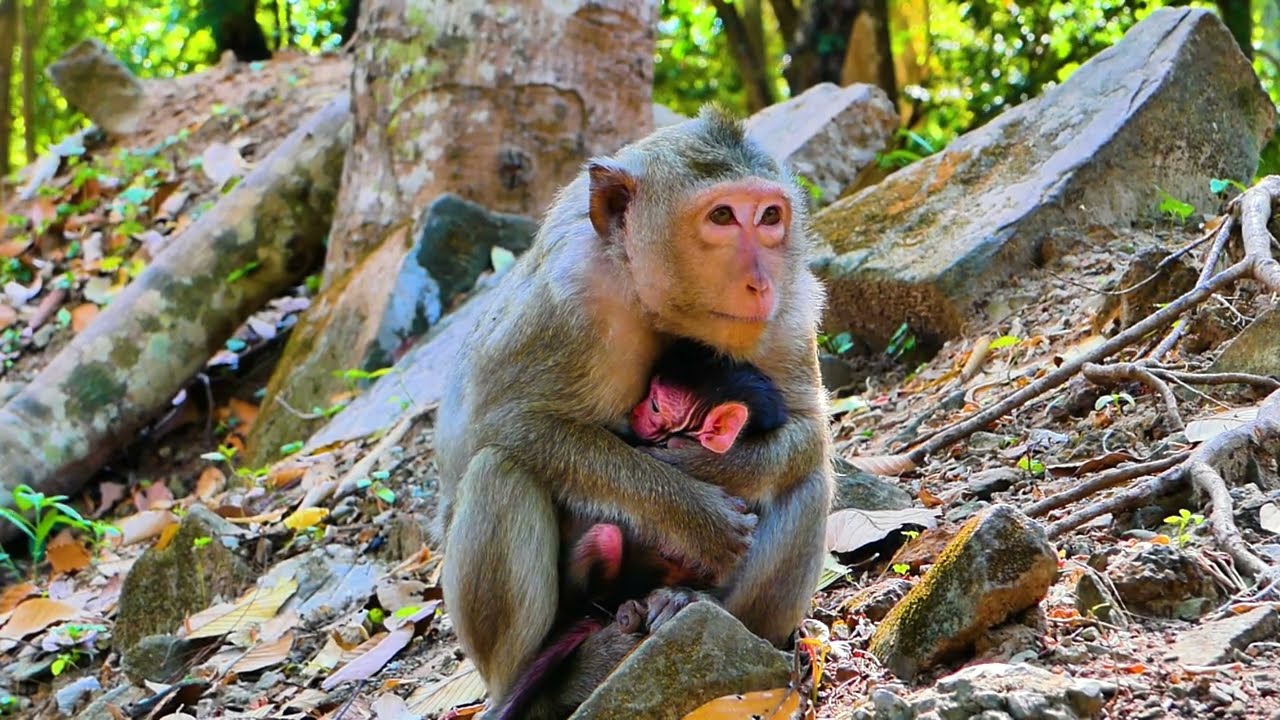 Congratulations! Monkey Astra recently gave birth. The First Day of Motherhood for a Monkey🩷🙈