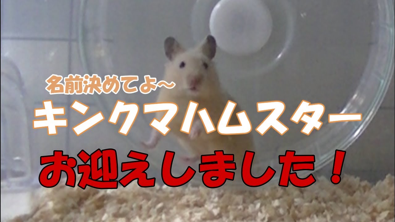 『キンクマハムスターお迎えしました！』の回【ゆきのしん】