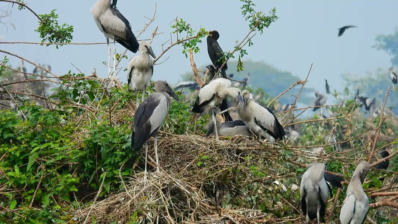 Wow 😮 AMAZING 😻 LIFE OF BIRDS Wildlife Documentary 0017