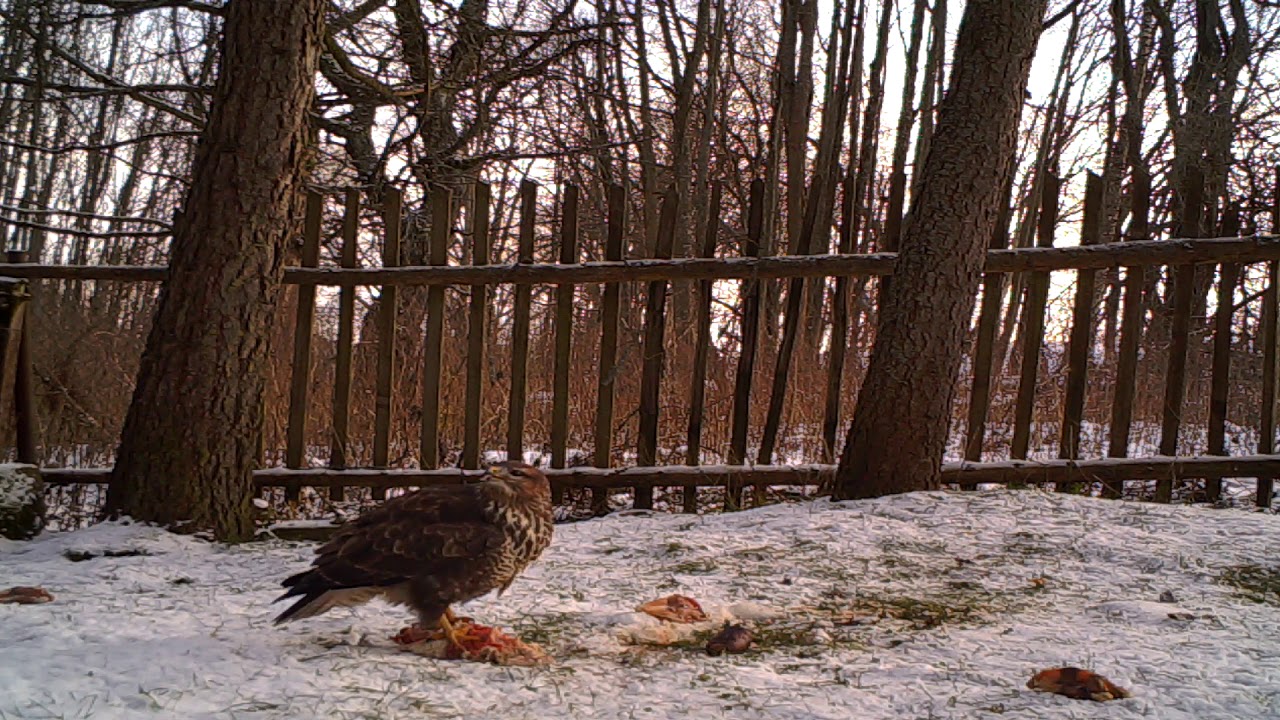 🦅Fotopast-Káně lesní📽️