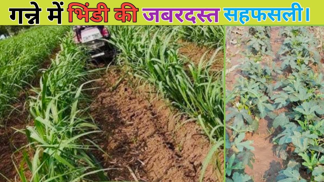गन्ने के साथ भिंडी की सहफसली। Ganne Mein bhindi ki kheti #farming 