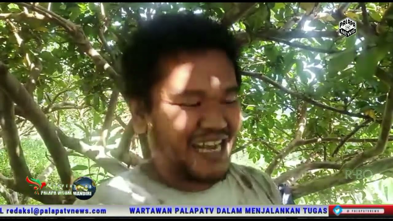 Petani jambu merah yang berada di Desa Tapos Kecamatan Tenjolaya kabupaten bogor, kini mulai bangkit