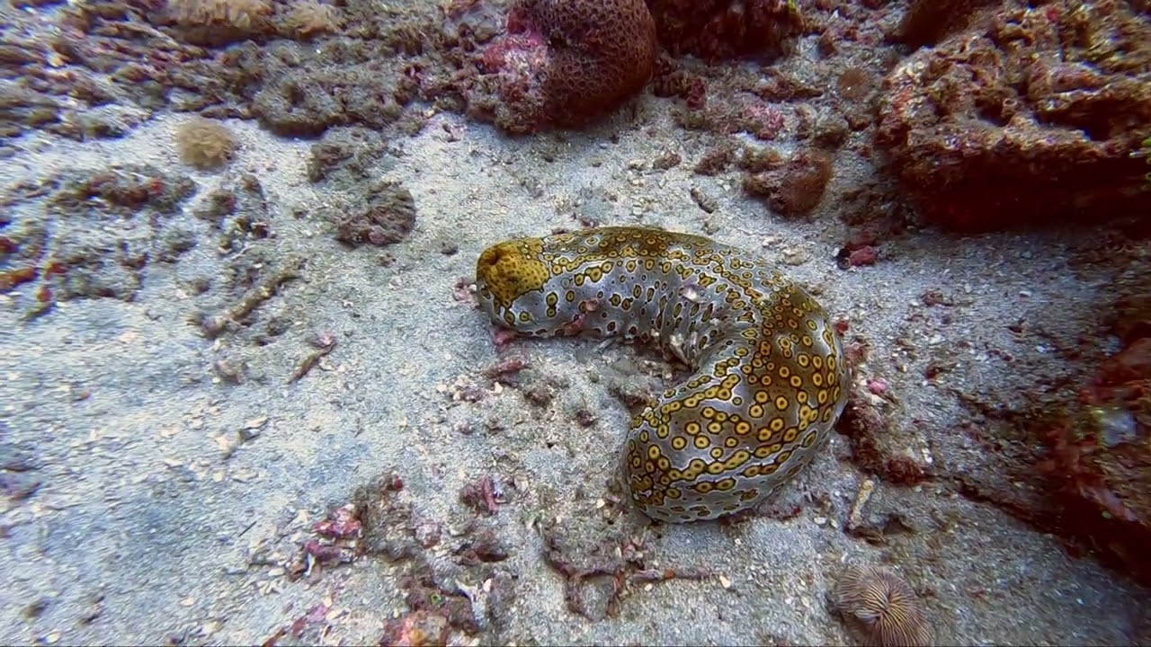 Indonesian  Vacation - Scuba Diving