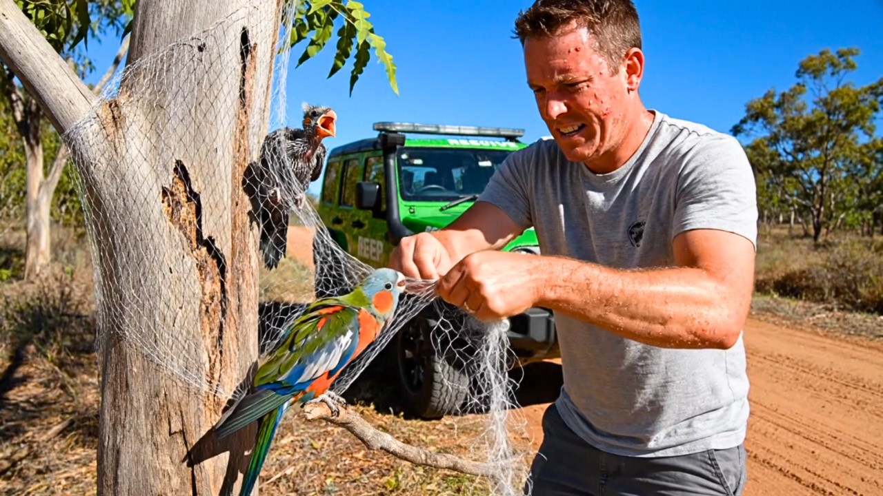 Man rescues a Rare Mother Rosella and its Chick caught in the net in jungle