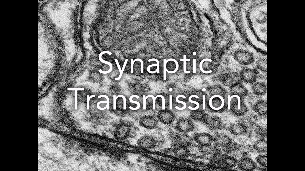 A2 Biology: Synaptic Transmission