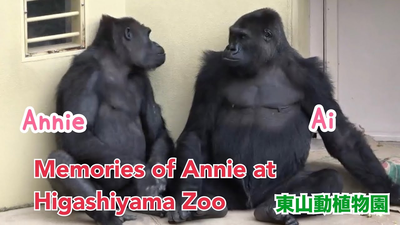 ニシゴリラ gorilla【おもいで】Memories of Annie at Higashiyama Zoo 東山動植物園にいた頃のアニー 【Annie】