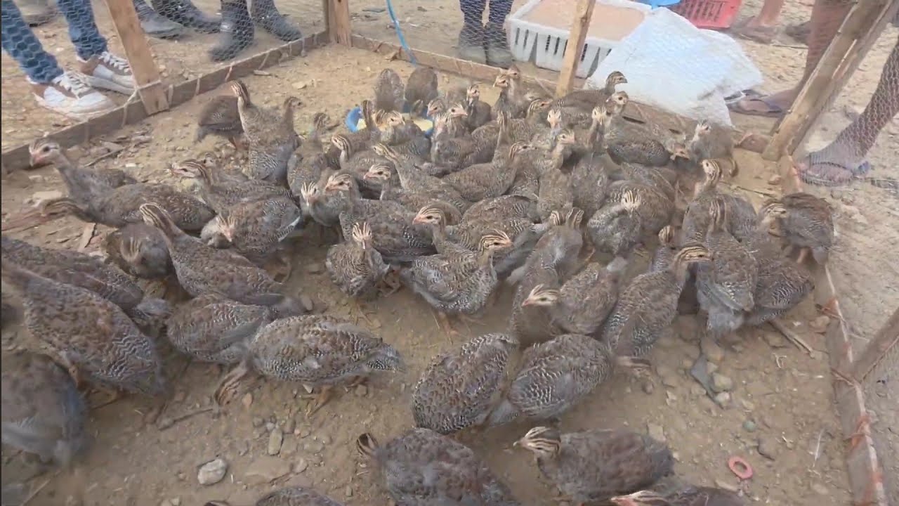 FEIRA DA GALINHA NA VILA JERIMUM T.N-PE A MELHOR DA REGIÃO 