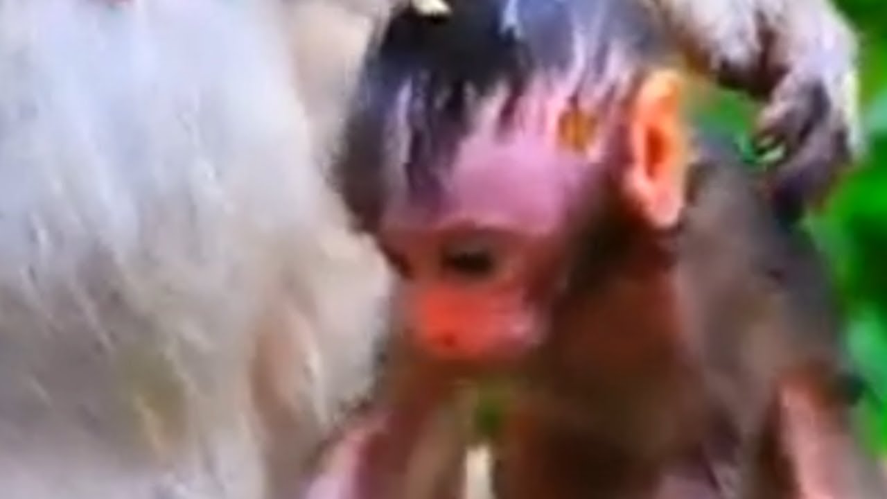 BB monkey just learning to walk and get balance.