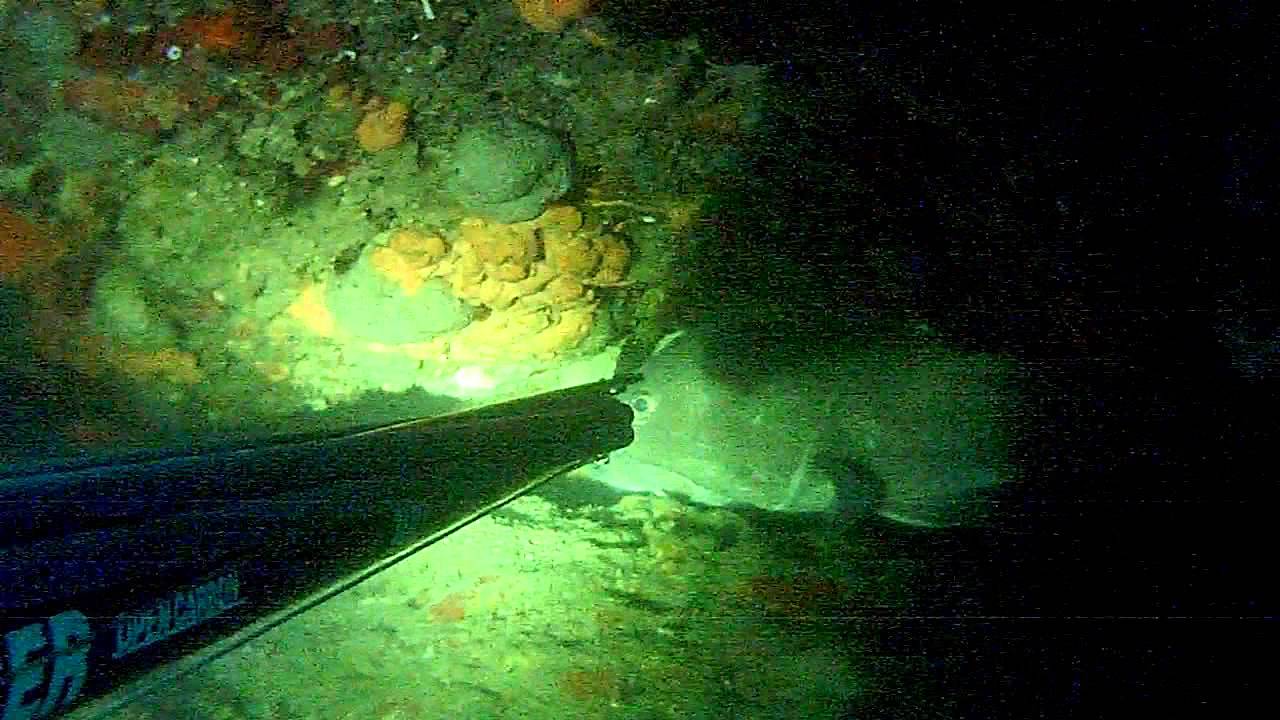 White Groupers In Darkness