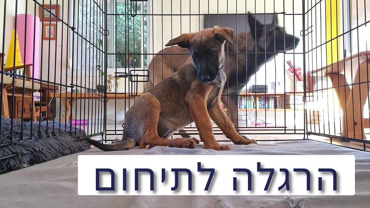 איך להרגיל כלב לכלוב אילוף, תא הטסה או גדר גורים? | דנה שריד חמו