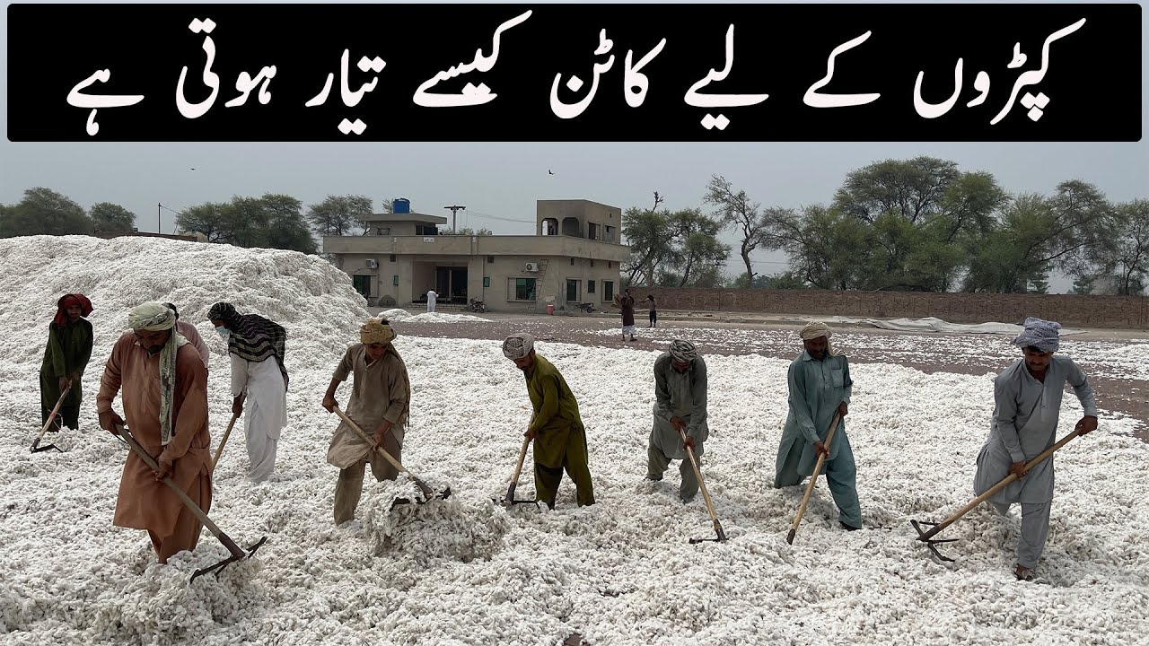 How Cotton is Processed in Factories | The Cotton Ginning Process in Pakistan