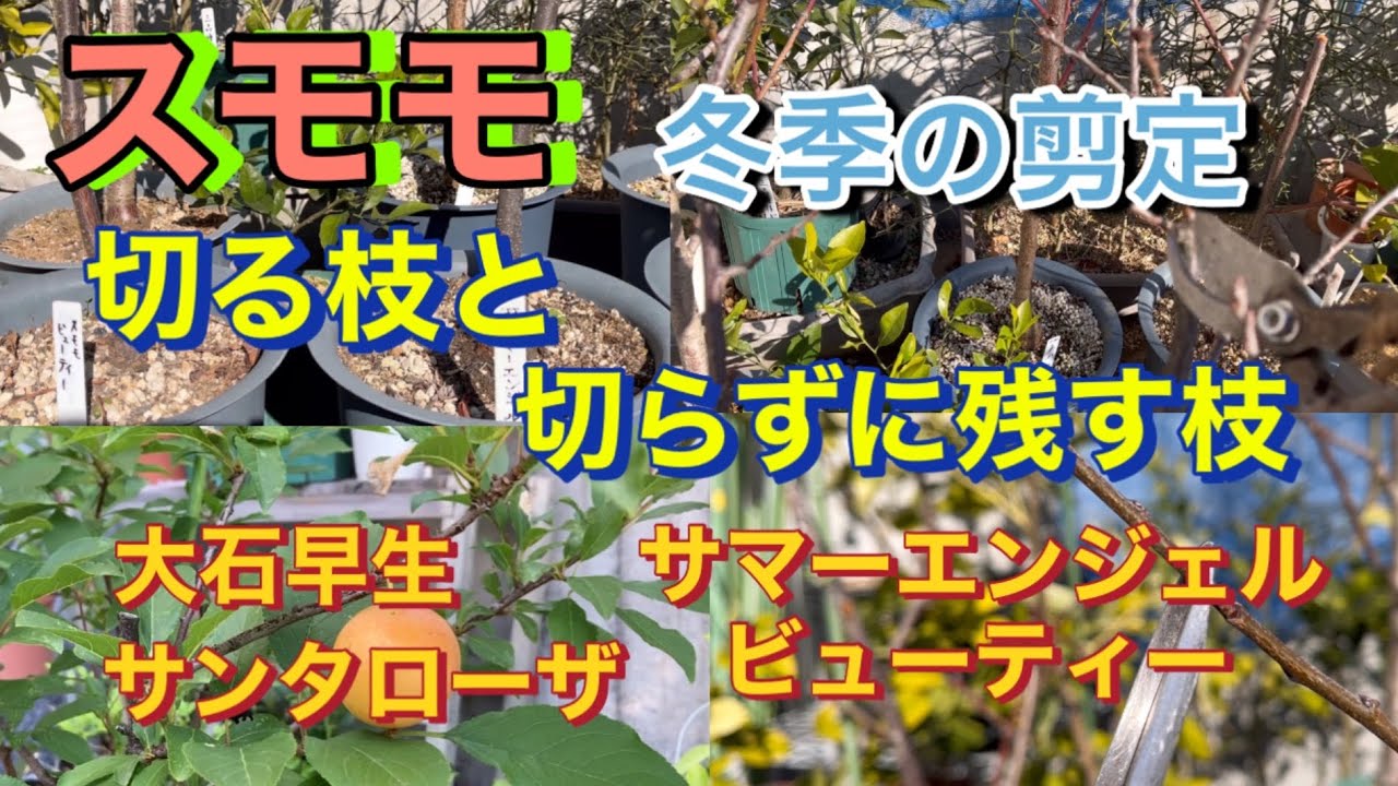 【スモモ、鉢植え栽培】冬季の剪定、切る枝と、切らずに残す枝、大石早生、サマーエンジェル、サンタローザ、ビューティー、