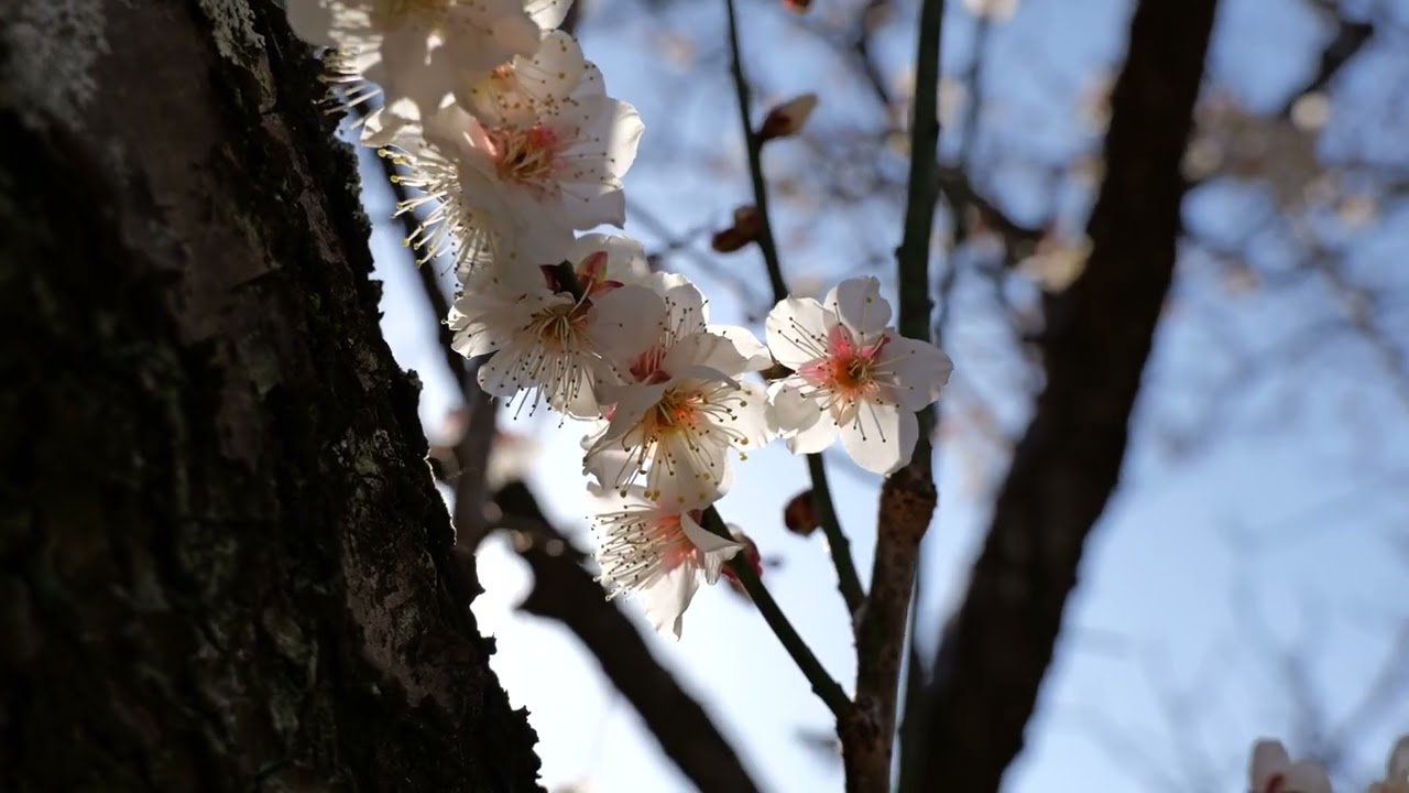 名古屋市　大高緑地公園　２０２６年２月２１日