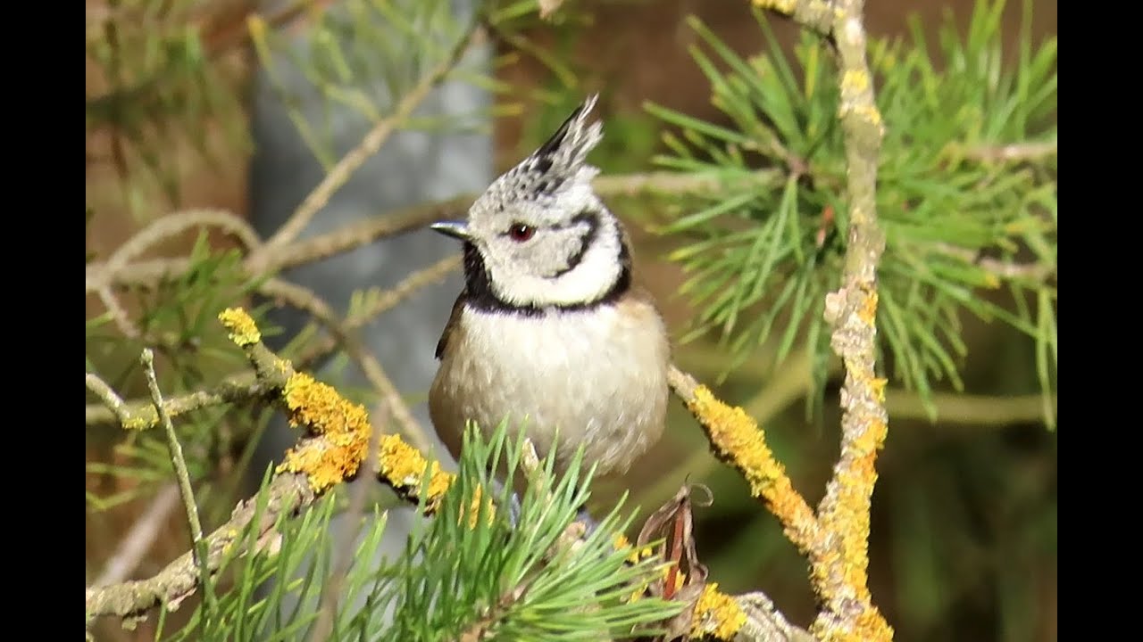 1292. Sýkora parukářka, European Crested Tit, Haubenmeise, Kuifmees, Хохлатая синица, Czubatka