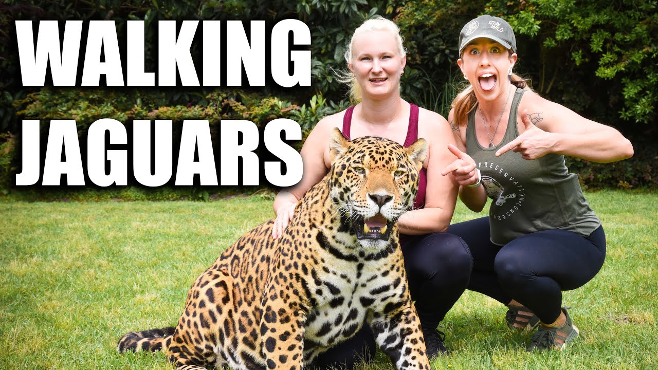 Walking Jaguars | Myrtle Beach Safari